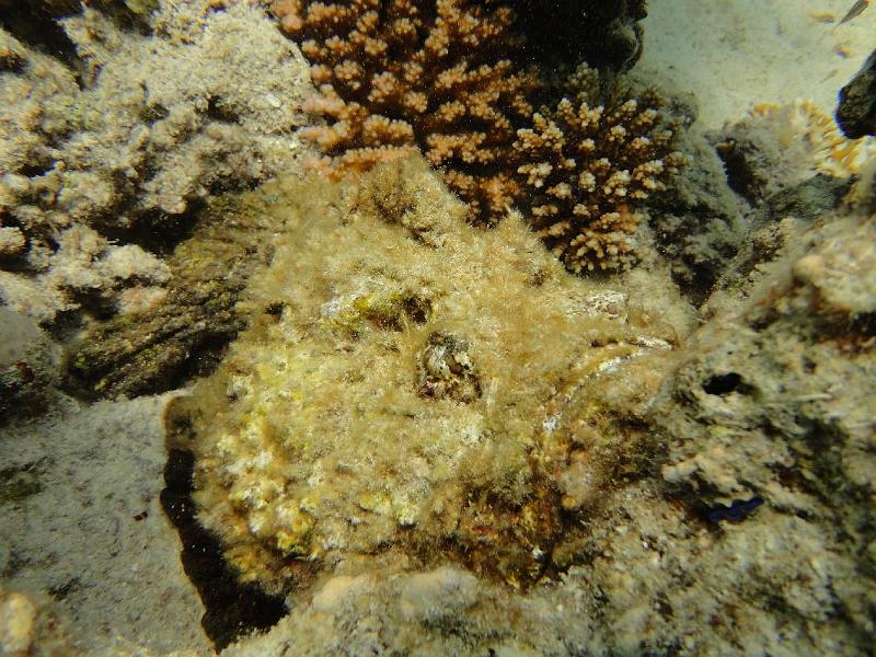 Poisson pierre arabe_02.jpg